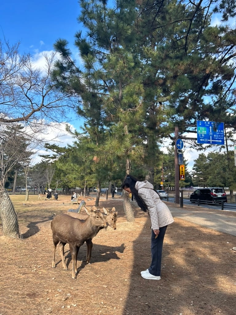 Bowing deers in Nara